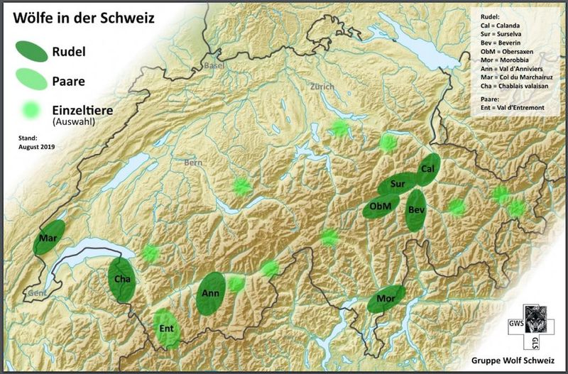 Mittlerweile gibt es acht Wolfsrudel in der Schweiz