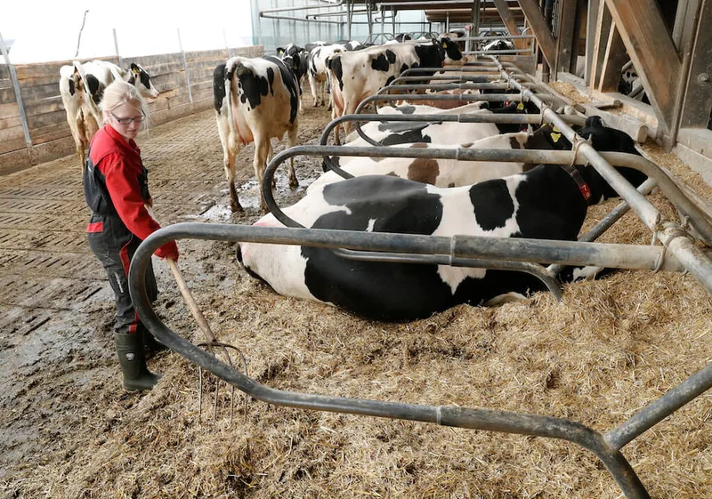 Der TS-Gehalt der Gülle-Feststoffe ist mit 25 Prozent noch zu niedrig. Deshalb streut Manuela Bigler einmal pro Woche Häckselstroh in die Liegeboxen. Bild: Ruben Sprich