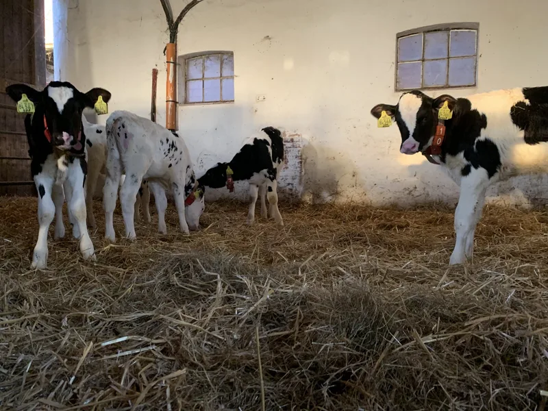 Mit einem neuen Gesetz das «Kälber-Immun-Loch» überbrücken