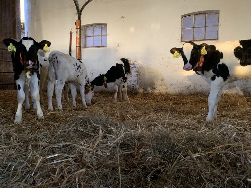 Mit einem neuen Gesetz das «Kälber-Immun-Loch» überbrücken
