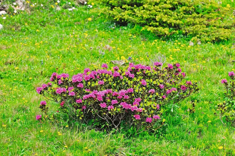 Blühende Alpenrosen überwuchern eine Alpweide.