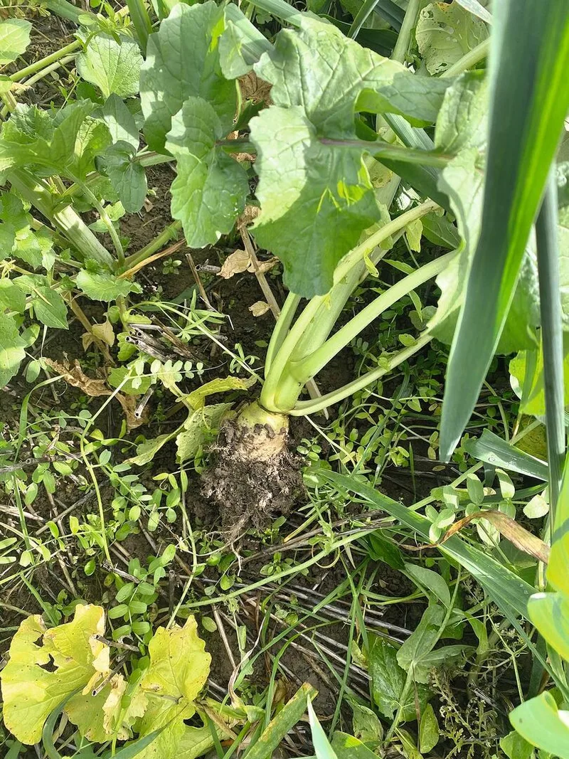 Die Gründüngung hat sich gut entwickelt. Die Stoppeln sind immer noch sichtbar, verroten aber bereits. Hier wurde eine UFA-Humus-Mischung gesät.