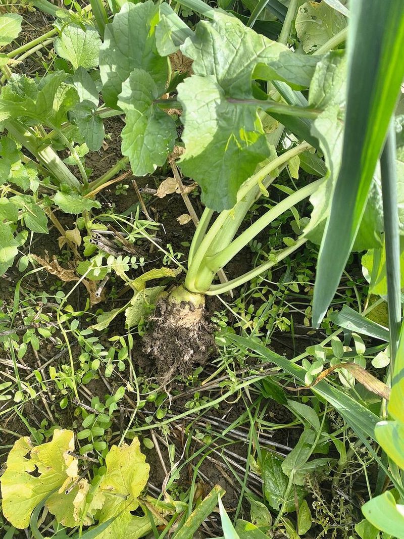 Die Gründüngung hat sich gut entwickelt. Die Stoppeln sind immer noch sichtbar, verroten aber bereits. Hier wurde eine UFA-Humus-Mischung gesät.