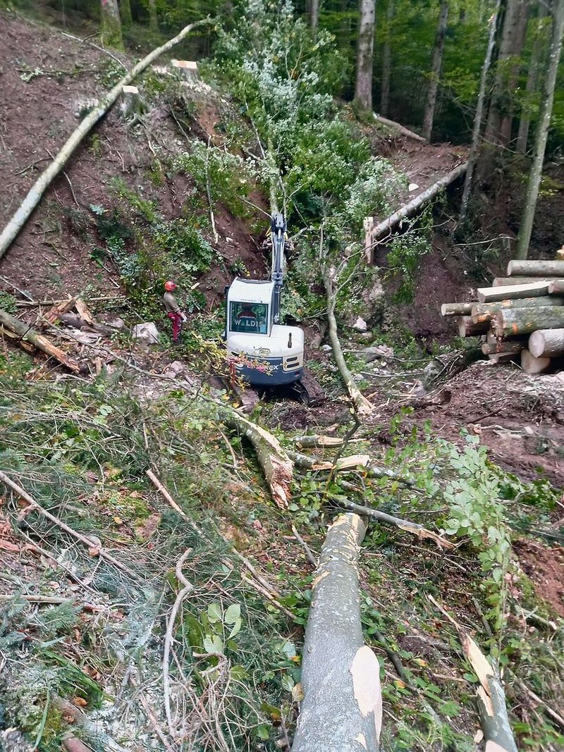 «Der Wald passt sich selber an die veränderten Umweltbedingungen an»