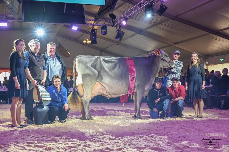 Braunvieh im Mittelpunkt: Zwei Jubiläen – eine Viehschau