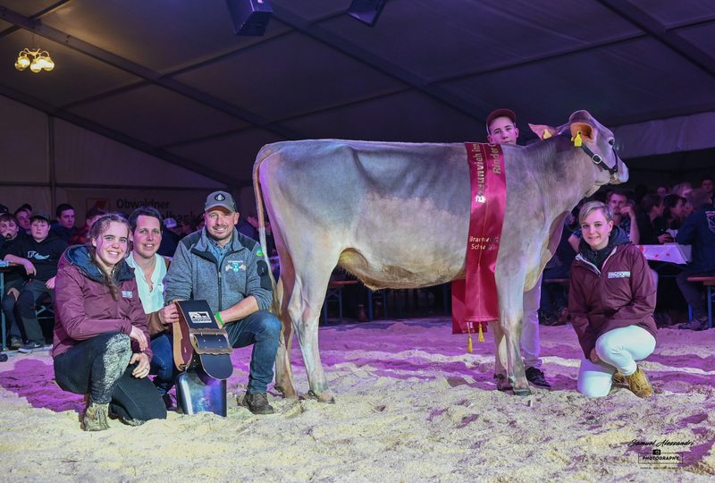 Braunvieh im Mittelpunkt: Zwei Jubiläen – eine Viehschau