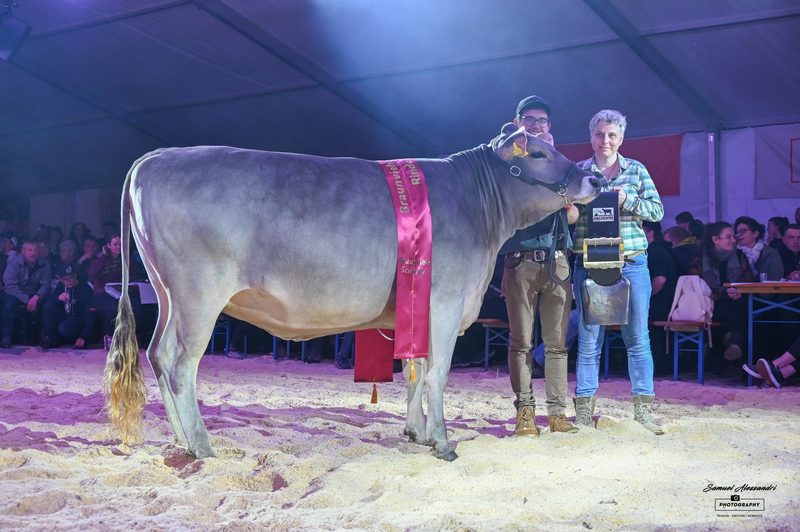 Braunvieh im Mittelpunkt: Zwei Jubiläen – eine Viehschau