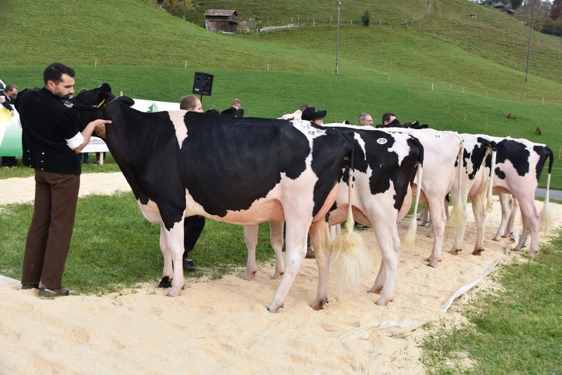 Traumkühe im Wetterglück – starker Auftritt der Emmentaler-Züchter