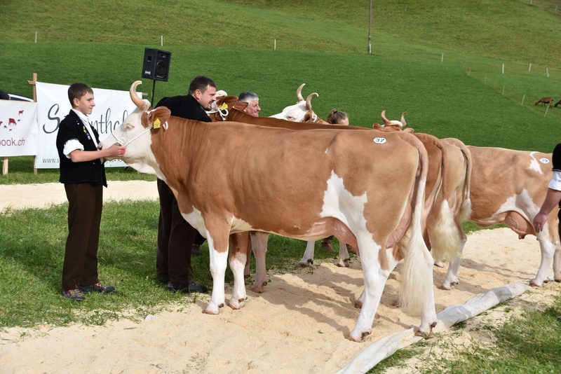 Traumkühe im Wetterglück – starker Auftritt der Emmentaler-Züchter