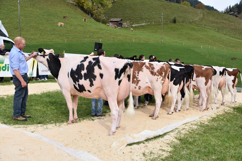 Traumkühe im Wetterglück – starker Auftritt der Emmentaler-Züchter