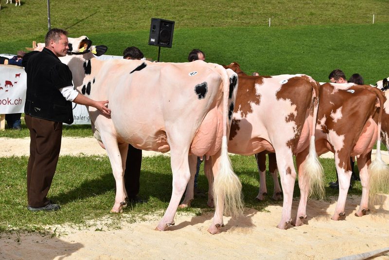 Traumkühe im Wetterglück – starker Auftritt der Emmentaler-Züchter