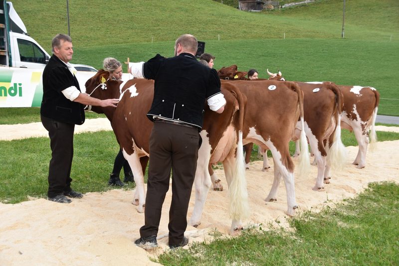 Traumkühe im Wetterglück – starker Auftritt der Emmentaler-Züchter