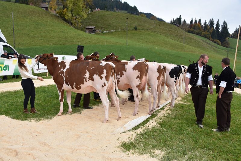 Traumkühe im Wetterglück – starker Auftritt der Emmentaler-Züchter