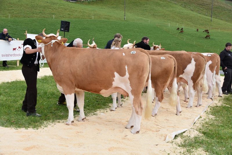 Traumkühe im Wetterglück – starker Auftritt der Emmentaler-Züchter