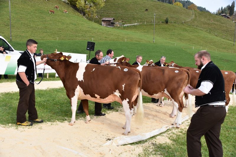 Traumkühe im Wetterglück – starker Auftritt der Emmentaler-Züchter