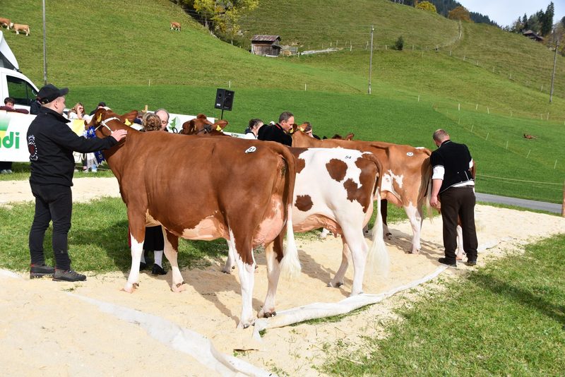 Traumkühe im Wetterglück – starker Auftritt der Emmentaler-Züchter