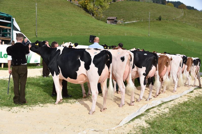 Traumkühe im Wetterglück – starker Auftritt der Emmentaler-Züchter