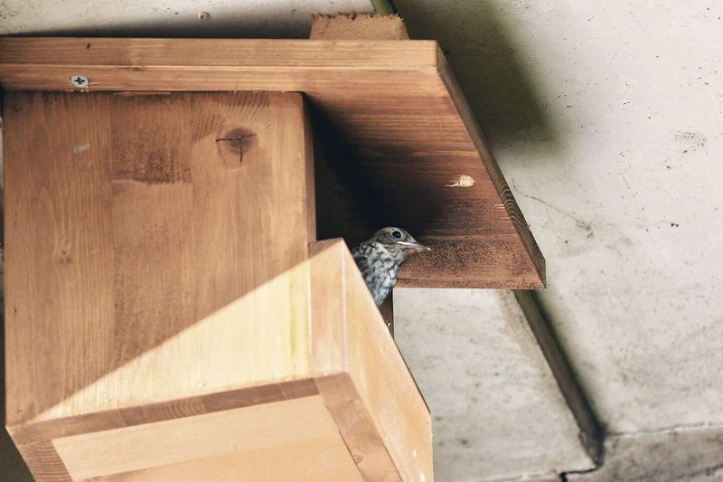 Halbhöhlennistkasten mit jungem Grauschnäpper.