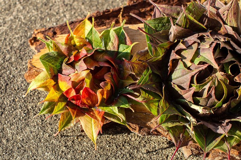 So lassen sich herbstliche Blüten aus bunten Blättern basteln