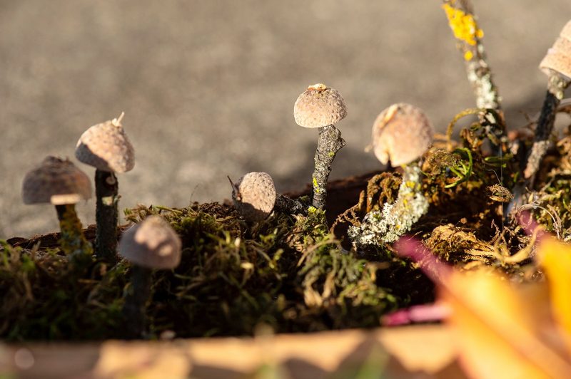 So lassen sich herbstliche Blüten aus bunten Blättern basteln
