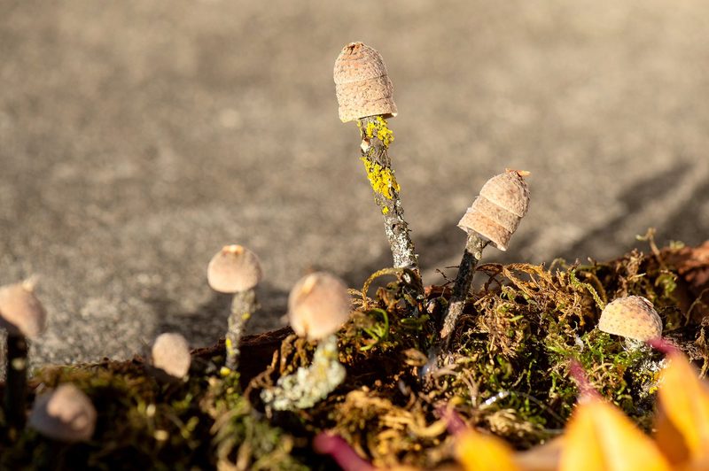 So lassen sich herbstliche Blüten aus bunten Blättern basteln