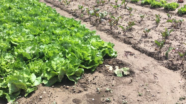 Was Sie nach den Unwetterschäden im Acker-, Gemüse- und Obstbau oder bei Zuckerrüben tun können