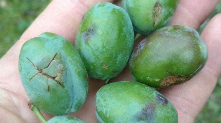 Was Sie nach den Unwetterschäden im Acker-, Gemüse- und Obstbau oder bei Zuckerrüben tun können