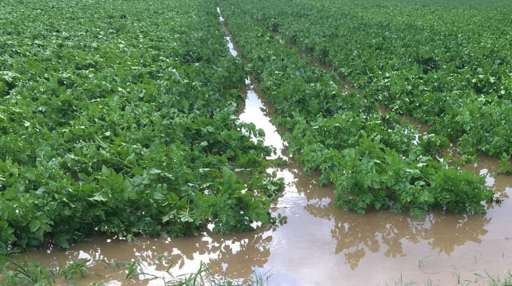 Was Sie nach den Unwetterschäden im Acker-, Gemüse- und Obstbau oder bei Zuckerrüben tun können