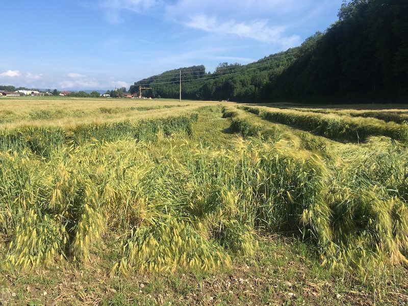Was Sie nach den Unwetterschäden im Acker-, Gemüse- und Obstbau oder bei Zuckerrüben tun können