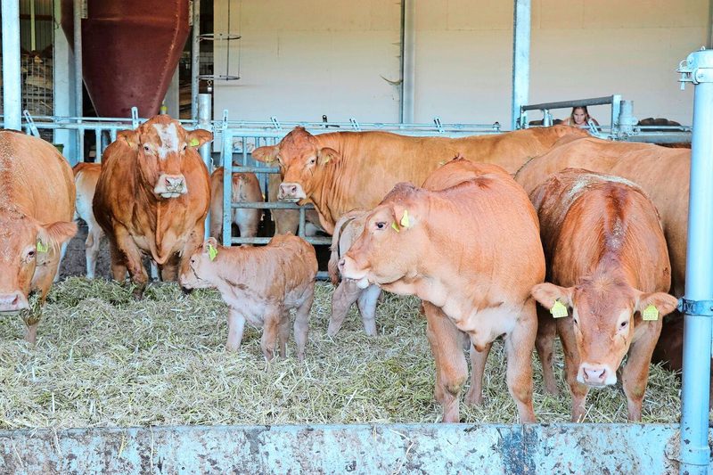 Mit zehn Monaten und einem Absetzgewicht von 270 bis 300 Kilogramm gehen die Kälber in den Natura-Beef-Kanal.