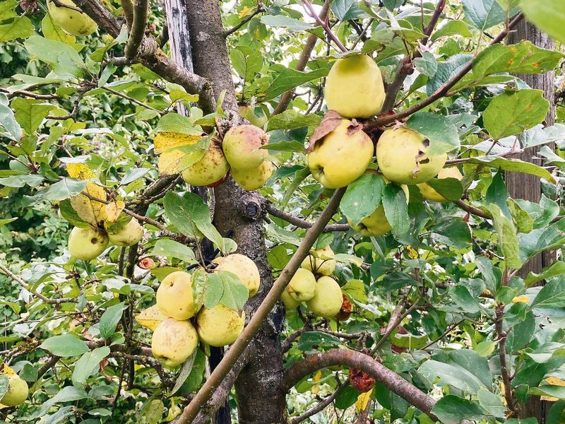 Der Usterapfel ist ein süsser, aber heikler Apfel