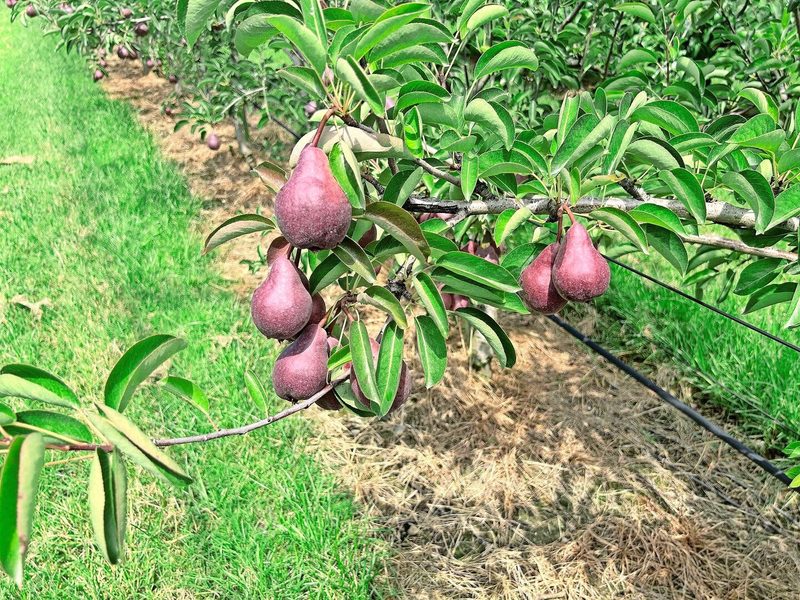Noch sind die dunkelroten Red-Modoc-Birnen klein. Sie reifen zu grossen leuchtend roten grossen Birnen heran, die gut lagerbar sind.