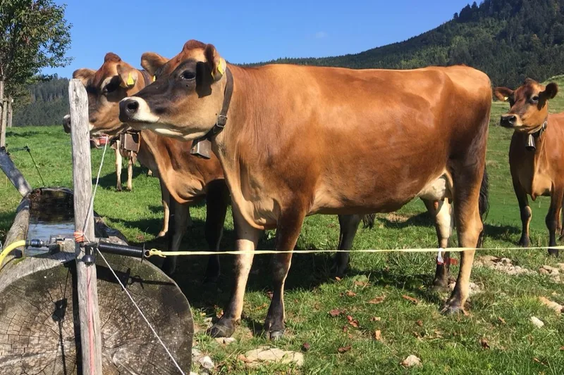 Jersey-Erbfehler JM1 führt zu Leistungsminderung