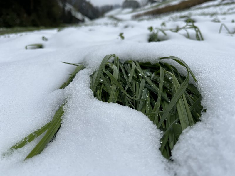 Klee unter Schnee: Ein Grund zur Sorge?