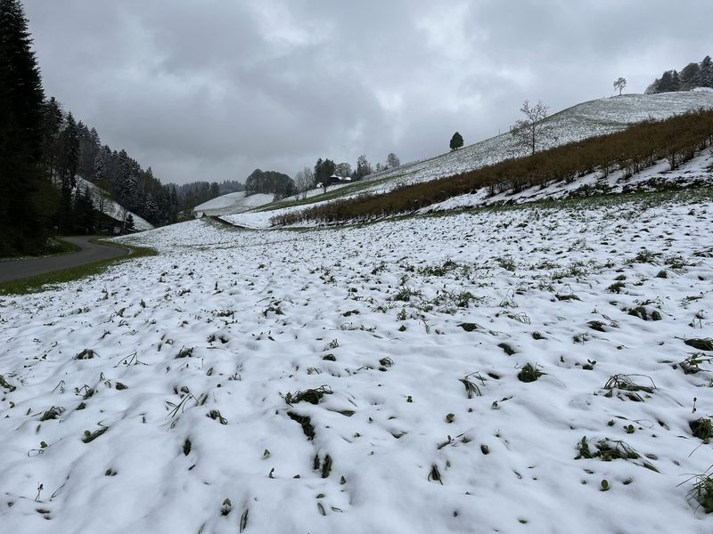 Klee unter Schnee: Ein Grund zur Sorge?