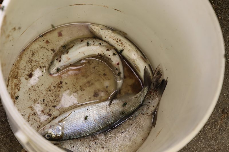 Die Wassertemperaturen des Rheins sind nahe am kritischen Wert