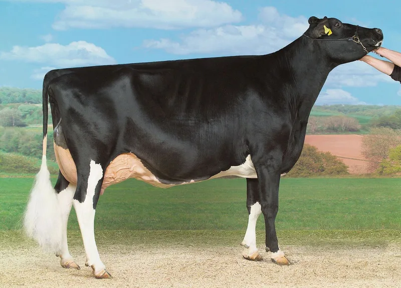 Odermatts kauften Gauglera Stormatic Orina als Kalb bei der Viehversteigerung der Gebrüder Oberson in Rechthalten im Jahr 2008. Jetzt ist sie mit EX-95 beschrieben.