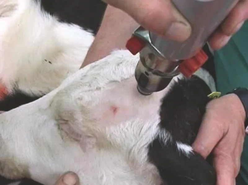 Einem Kalb wird die Hornanlage ausgebrannt.