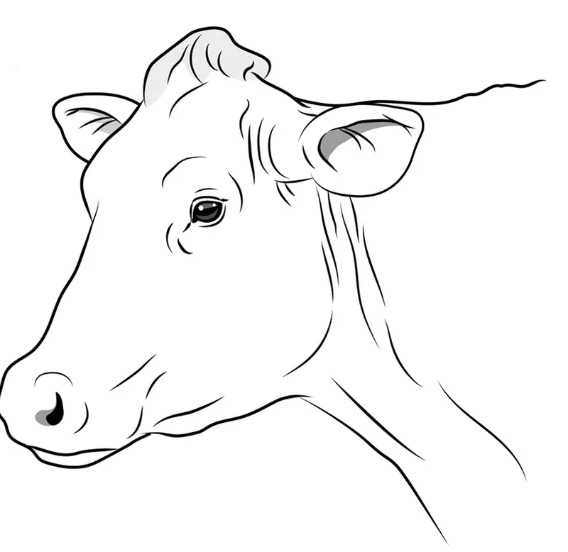Eine Illustration zeigt das Gesicht einer Kuh, die keine Schmerzen empfindet.
