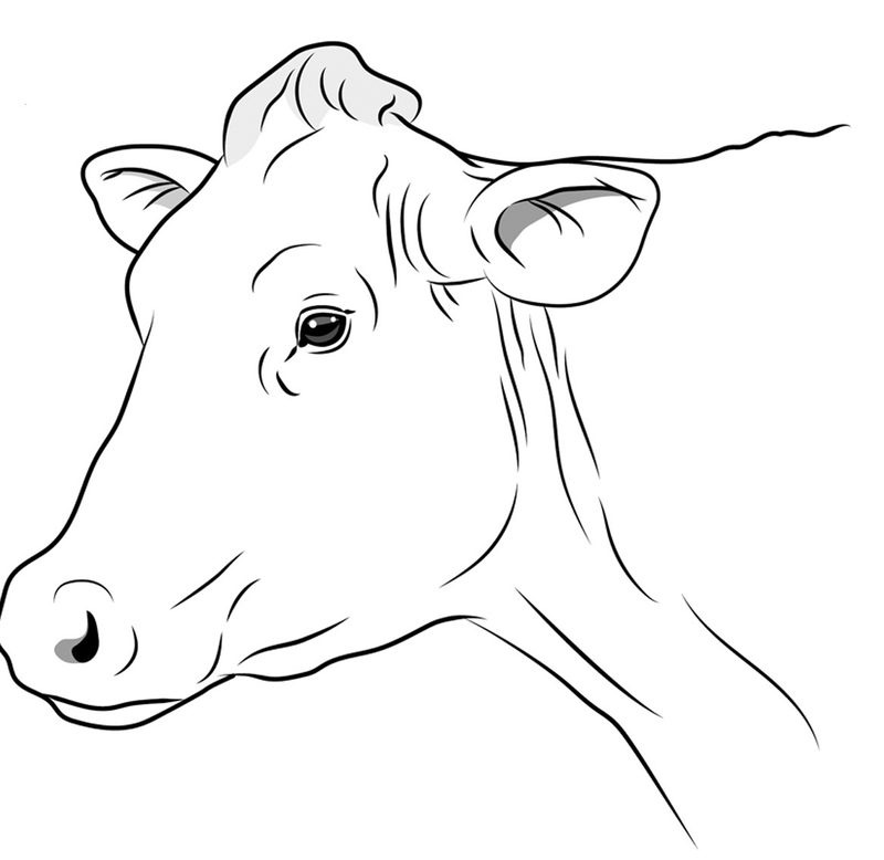 Eine Illustration zeigt das Gesicht einer Kuh, die keine Schmerzen empfindet.
