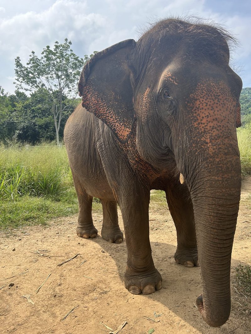 Thailand – Faszinierende Landwirtschaft in Asien