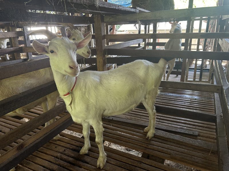 Thailand – Faszinierende Landwirtschaft in Asien
