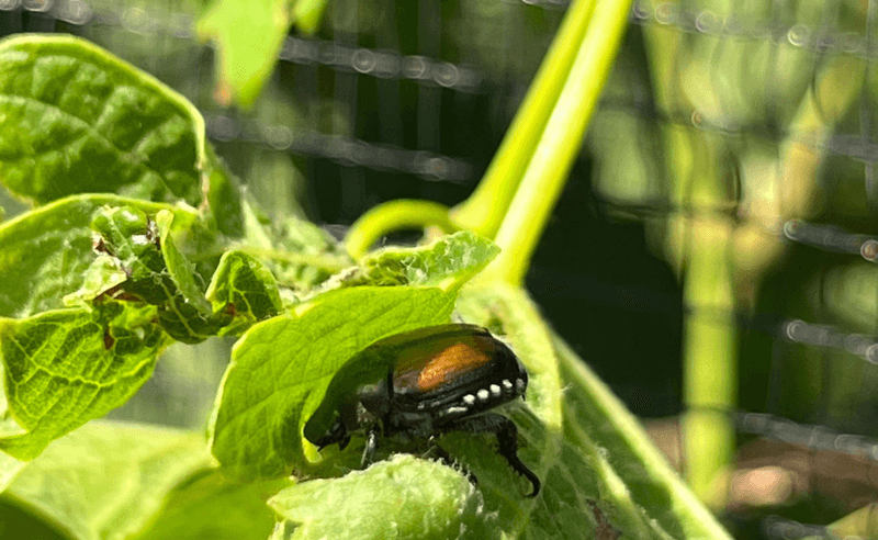 Agroscope forscht und zeigt, wo es beim Pflanzenschutz hingeht