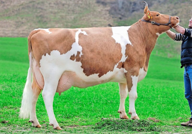 Eine eindrückliche Swiss Fleckvieh-Kuh: Die Mutter vom Stier Alfredo Voltaire Armenia (55 55 98/EX-92).