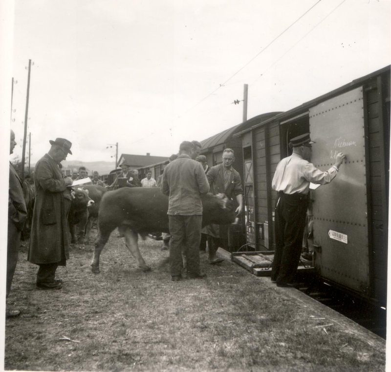 Nach hundert Jahren kehrt Brown Swiss in die Schweiz zurück