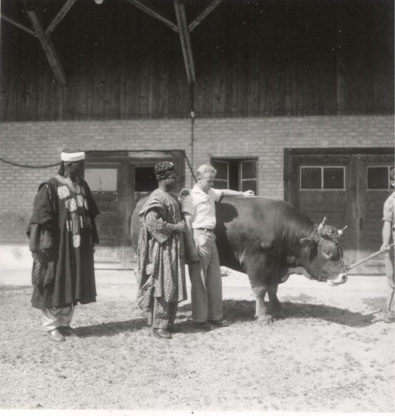 Nach hundert Jahren kehrt Brown Swiss in die Schweiz zurück