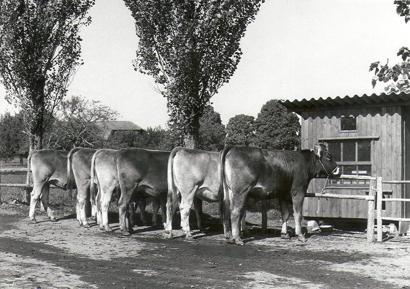 Nach hundert Jahren kehrt Brown Swiss in die Schweiz zurück