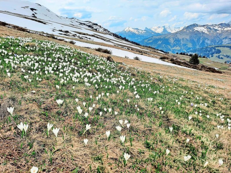 Zaghaft kommt der Frühling: Die ersten Krokusse zeigen sich auf den Weiden.