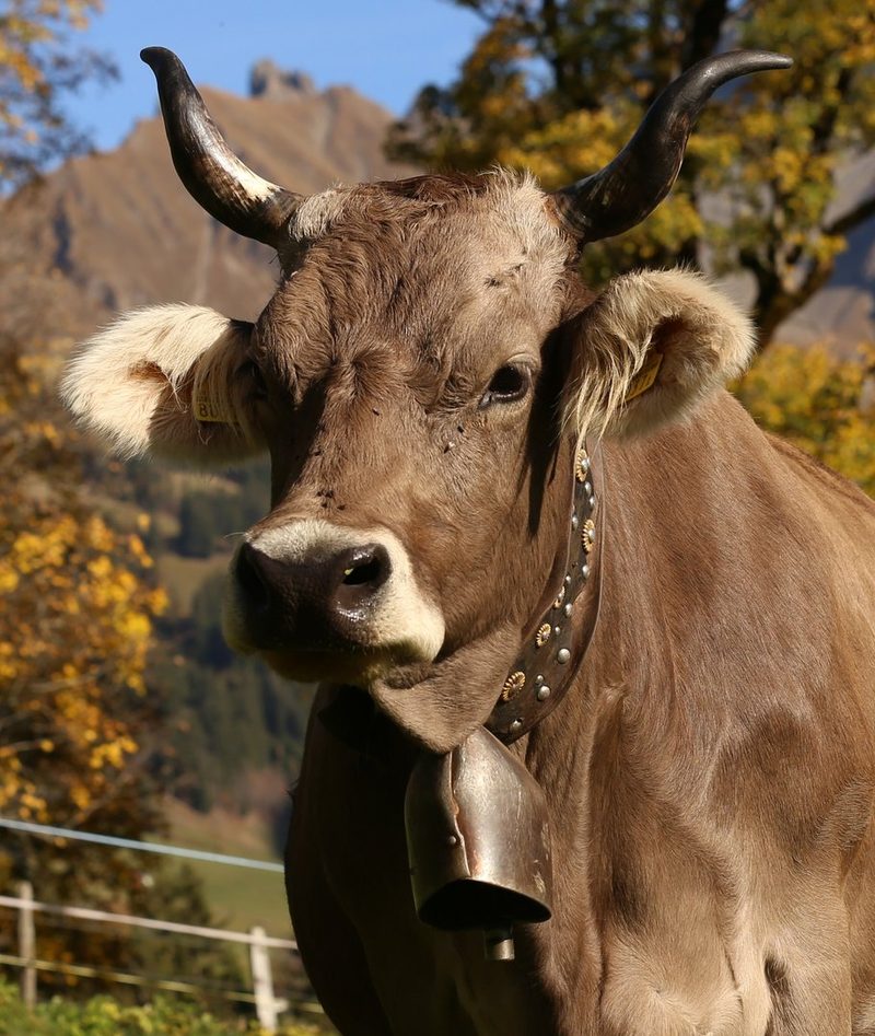 Schelle, Glocke oder Treichel?