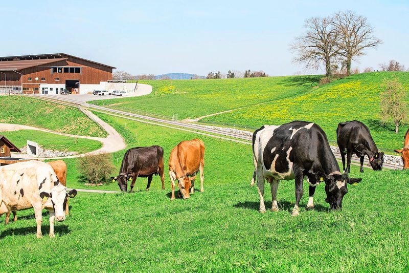 Auf dem Brunner-Hof wird eine sogenannte mehrkopplige Kurzrasenweide mit 17 fix eingezäunten Koppeln geführt.